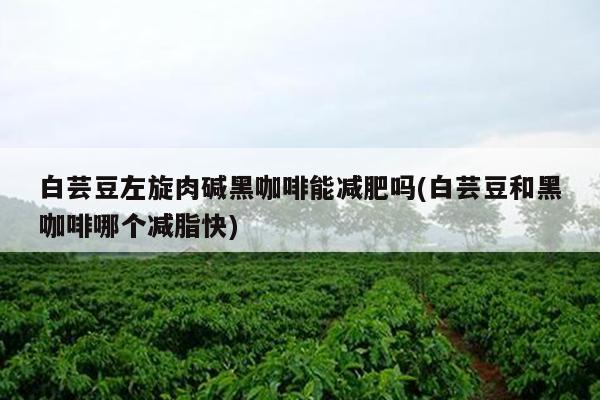 白蕓豆左旋肉堿黑咖啡能減肥嗎(白蕓豆和黑咖啡哪個(gè)減脂快)