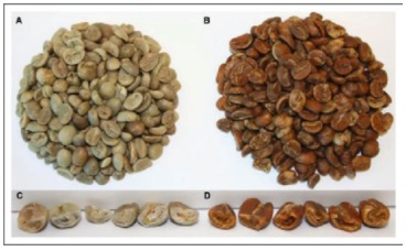 綠咖啡豆（A和C）被超臨界二氧化碳處理后的樣子（B和D）